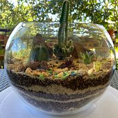 Mi proyecto del curso: Arte vegetal: crea tu propio terrario abierto. Un projet de Design d'intérieur, Pa, sagisme, Décoration, DIY , et Art floral et végétal de carhego21 - 16.02.2024