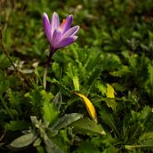 Mój projekt z kursu: Fotografia dla początkujących: aparat cyfrowy w teorii i praktyce. Un projet de Photographie, Photographie numérique , et Composition photographique de wisniewskamadzia13 - 09.03.2024