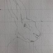Mein Abschlussprojekt für den Kurs: Ausdrucksstarke Tierporträts in Aquarell Ein Projekt aus dem Bereich Traditionelle Illustration, Aquarellmalerei, Realistische Zeichnung und Naturalistische Illustration von sandramariadreyer - 18.02.2024