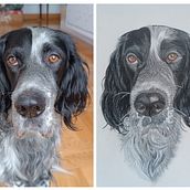 Mi proyecto del curso: Retratos de Mascotas en Lápices de Colores. Un projet de Illustration traditionnelle et Illustration naturaliste de edurtres - 18.02.2024