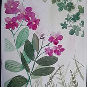 Meu projeto do curso: Aquarela floral: conecte-se com a natureza. Traditional illustration, Painting, Watercolor Painting, and Botanical Illustration project by sbvelten - 02.18.2024