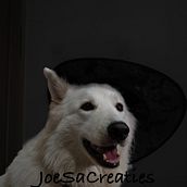 Foto witte herder met hoed. Fine-Art Photograph, Photograph, and Fine Arts project by Elisa Soselisa - 02.01.2024