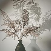 Mijn project van de cursus: Botanische stillevenfotografie. Fotografia do produto, Fotografia artística, Fotografia Lifest, e le projeto de Wilma Star - 19.02.2024