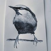 Mein Abschlussprojekt für den Kurs: Illustriere Vögel mit expressiven Aquarelltechniken . % Karin tarafından hazırlanan Geleneksel illüstras, on, Sulubo, a Resim, Gerçekçi Çizim, Doğalcı İllüstras, Ve on projesi - 02.20.2024