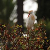 Airone Guardabuoi Ein Projekt aus dem Bereich Fotografie von rosmaelle - 20.02.2024