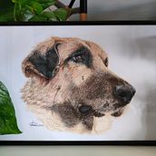 Mi proyecto del curso: Retratos de Mascotas en Lápices de Colores. Traditional illustration, and Naturalistic Illustration project by Irene Pérez Hualde - 02.11.2024