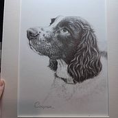 Commission for a friend, Cooper the Springer Spaniel x2. Desenho a lápis, Desenho, Desenho realista, Desenho artístico, e Desenho de retrato projeto de Lisa Dunne - 22.12.2023