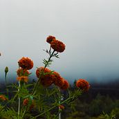 Mi proyecto del curso: Fotografía para principiantes: Capturas con mi Smartphone . % Omar Herrera tarafından hazırlanan Fotoğrafçılık, Dijital Fotoğrafçılık, Fotoğrafik Kompozis, Ve on projesi - 02.23.2024