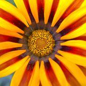 Mi proyecto del curso: Introducción a la fotografía macro . % Leonardo Torres Mosquera tarafından hazırlanan Fotoğrafçılık, Ürün Fotoğrafçılığı, Stüd, o Fotoğrafçılığı, Ve Dijital Fotoğrafçılık projesi - 02.24.2024