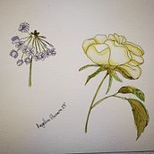 Mi proyecto del curso: Sketchbook botánico: una aproximación meditativa. Een project van Traditionele illustratie,  Schetsen,  Tekening, Aquarelschilderen,  Botanische illustratie y Sketchbook van Angelica Barrera - 21.02.2024