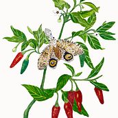 Mi proyecto del curso: Ilustración naturalista con gouache y acuarela. Un proyecto de Bellas Artes, Pintura, Pintura a la acuarela, Ilustración botánica, Ilustración naturalista				 y Pintura gouache de Alejandra Domic - 25.02.2024