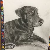 My project for course: Animal Illustration with Charcoal and Ink. Fine Arts, Drawing, Ink Illustration, and Naturalistic Illustration project by casyjo - 02.26.2024
