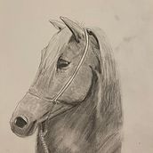 My project for course: Realistic Wildlife Images in Graphite Pencil. Fine Arts, Pencil Drawing, Drawing, Realistic Drawing, and Naturalistic Illustration project by Sue Perry - 02.29.2024