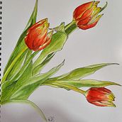 Il mio progetto del corso:  Sketchbook botanico: tulipani un approccio meditativo. Traditional illustration, Sketching, Drawing, Watercolor Painting, Botanical Illustration, and Sketchbook project by Rosaria Bonavolontá - 02.29.2024