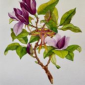 Mi proyecto del curso: Ilustración naturalista con gouache y acuarela. Fine Arts, Painting, Watercolor Painting, Botanical Illustration, Naturalistic Illustration, and Gouache Painting project by Claudia Croquevielle - 02.29.2024