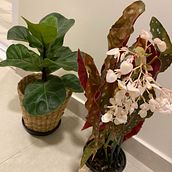 Meu projeto do curso: Home styling: decore sua casa com plantas. Projekt z dziedziny Projektowanie interakt, wne, Dekoracja wnętrz, Dekoracja wnętrz, DIY, Kompoz, cje kwiatowe i botaniczne i Projektowanie przestrzeni użytkownika Dayane Moretto - 29.02.2024