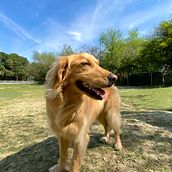 Mi proyecto del curso: Introducción a la fotografía de perros. Projekt z dziedziny Fotografia, Fotografia portretowa, Fotografia stud, jna, Fotografia dokumentalna,  Fotografia lifest, le i Fotografia wnętrz użytkownika Valeria Villarreal Almaraz - 01.03.2024
