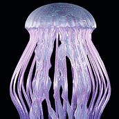 Medusa . Projekt z dziedziny  Modelowanie 3D użytkownika bogira - 03.03.2024