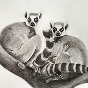 Mijn project van de cursus: Leer dieren illustreren met houtskool en inkt. Fine Arts, Drawing, Ink Illustration, and Naturalistic Illustration project by Melissa Gerritsen - 03.03.2024