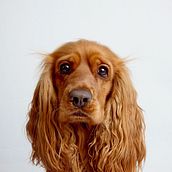 Mi proyecto del curso: Introducción a la fotografía de perros. Projekt z dziedziny Fotografia, Fotografia portretowa, Fotografia stud, jna, Fotografia dokumentalna,  Fotografia lifest, le i Fotografia wnętrz użytkownika Andii Alberts - 01.03.2024