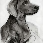 Mein Abschlussprojekt für den Kurs: Tiere zeichnen mit Kohle und Tusche. Fine Arts, Drawing, Ink Illustration, and Naturalistic Illustration project by Villy Takeva - 03.05.2024