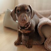 Mi proyecto del curso: Fotografía lifestyle de perros. Projekt z dziedziny Fotografia, Fotografia portretowa, Fotografia na Instagram, Fotografia dokumentalna,  Fotografia lifest i le użytkownika Arrate Molina Bedoya - 06.03.2024