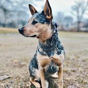 Mi proyecto del curso: Fotografía lifestyle de perros . Fotografie, Fotografie portret, Instagram Fotografie, Fotografie documentară și Fotografii de stil de viață de Maria Jose Quintero - 03.04.2024