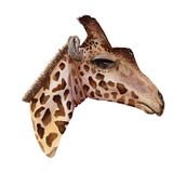 My project for course: Watercolor Illustration: Painting Realistic Wildlife. Fine Arts, Painting, Watercolor Painting, and Naturalistic Illustration project by gmveith - 02.27.2024