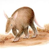 Cerdo hormiguero (Orycteropus afer). Watercolor Painting, Naturalistic Illustration, Traditional illustration, and Realistic Drawing project by lorena_romero - 03.06.2024