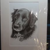 Dog Portrait with matt graphite on hot pressed water colour paper. Ilustração tradicional, Desenho, Desenho de retrato, Desenho realista, Desenho artístico, Desenho anatômico, Desenho a lápis e Ilustração naturalista projeto de Lisa Dunne - 10.03.2024