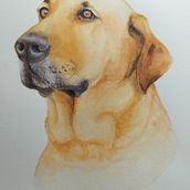 Expressive animal portraits in aquarelle. Painting project by Viera Strakova - 03.11.2024