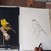 My project for course: Classical Oil Painting for Naturalist Bird Portraiture Ein Projekt aus dem Bereich Bildende Künste, Malerei, Ölmalerei und Naturalistische Illustration von Jomy Johnson - 08.03.2024