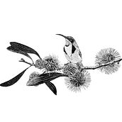 Procreate illustrations Australian Native flora and fauna. Digital Drawing project by jo_fashions - 02.26.2024