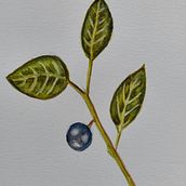 Mi proyecto del curso: Ilustración botánica con acuarela Ein Projekt aus dem Bereich Traditionelle Illustration, Bildende Künste, Malerei, Zeichnung, Aquarellmalerei und Botanische Illustration von Marta Fernández - 12.03.2024