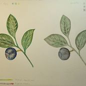 Mi proyecto del curso: Ilustración botánica con acuarela . % praga_1 tarafından hazırlanan Geleneksel illüstrasyon, Güzel sanatlar, Tablo, Çizim, Suluboya Resim, Ve Botanik İllüstrasyon projesi - 03.12.2024