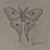 Spanish Moon Moth , "isabellae"  Ein Projekt aus dem Bereich Traditionelle Illustration von Alexandra Galvan Salido - 11.12.2023