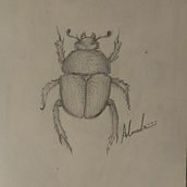 Trypocopris Vernalis Beetle, "the shinning beetle" Ein Projekt aus dem Bereich Traditionelle Illustration von Alexandra Galvan Salido - 09.12.2023