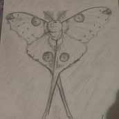 Madagascar Comet Moth , "Comet Moth" Ein Projekt aus dem Bereich Traditionelle Illustration von Alexandra Galvan Salido - 16.12.2023