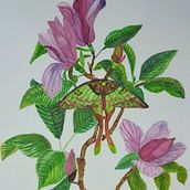 Mi proyecto del curso: Ilustración naturalista con gouache y acuarela. Fine Arts, Painting, Watercolor Painting, Botanical Illustration, Naturalistic Illustration, and Gouache Painting project by Paty Monsell - 03.14.2024