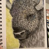 Pan Pastel Bison. Painting, and Realistic Drawing project by Sarah Mullins - 03.17.2024