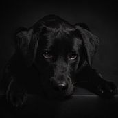 Il mio progetto del corso: Introduzione alla fotografia di cani. Photograph, Portrait Photograph, Studio Photograph, Documentar, Photograph, Lifest, le Photograph & Interior Photograph project by Sabrina tarantino - 03.17.2024