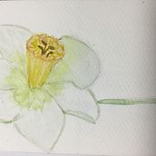 Mi proyecto del curso: Ilustración botánica con acuarela Ein Projekt aus dem Bereich Traditionelle Illustration, Bildende Künste, Malerei, Zeichnung, Aquarellmalerei und Botanische Illustration von msaiz2010 - 17.03.2024