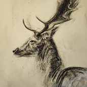 Mon projet du cours : Illustration d'animaux au fusain et à l'encre. Fine Arts, Drawing, and Naturalistic Illustration project by Kevin Candusso - 03.18.2024