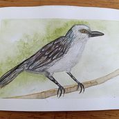 Mi proyecto del curso: Ilustración naturalista de aves con acuarela. Traditional illustration, Watercolor Painting, Realistic Drawing, and Naturalistic Illustration project by Diana Ochoa - 03.18.2024