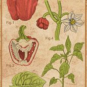 My project for course: Botanical Illustration: From Notebook to Print. Traditional illustration, Sketching, Drawing, Botanical Illustration, Sketchbook & Ink Illustration project by frankis0028 - 03.19.2024