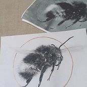 Bumblebee in Charcoal. Traditional illustration project by Michelle Harvey - 03.20.2024