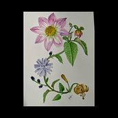 Mi proyecto del curso: Acuarela realista para composiciones botánicas. Un progetto di Illustrazione tradizionale, Pittura, Disegno, Pittura ad acquerello e Illustrazione botanica di Marimar Gomez - 21.03.2024