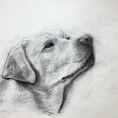 My project for course: Animal Illustration with Charcoal and Ink. Un proyecto de Bellas Artes, Dibujo, Ilustración con tinta e Ilustración naturalista				 de Emma B - 17.03.2024