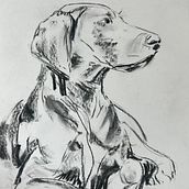 My project for course: Animal Illustration with Charcoal and Ink Ein Projekt aus dem Bereich Bildende Künste, Zeichnung, Illustration mit Tinte und Naturalistische Illustration von Leonie van Passel - 22.03.2024