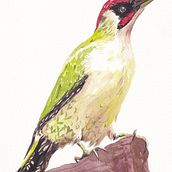 My project for course: Artistic Watercolor Techniques for Illustrating Birds. Traditional illustration, Watercolor Painting, Realistic Drawing, and Naturalistic Illustration project by jkaczorowska.blur - 03.23.2024